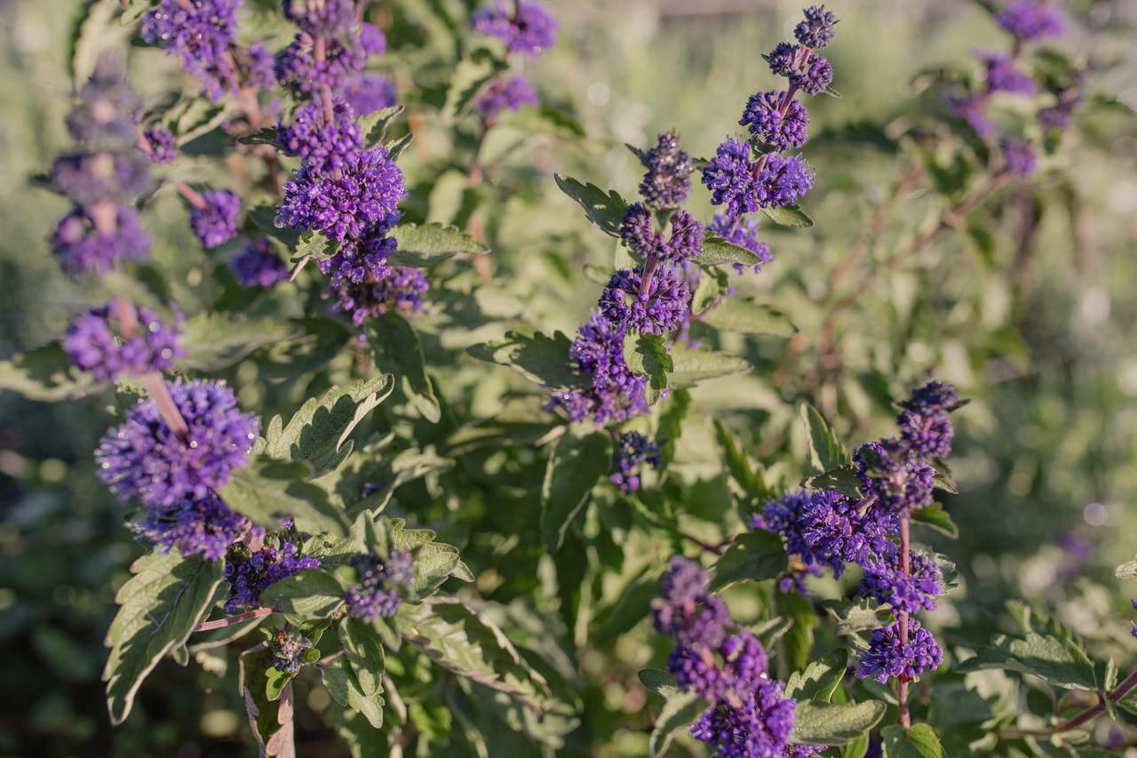 Siniparta Pagoda Ocean, Loukykvět