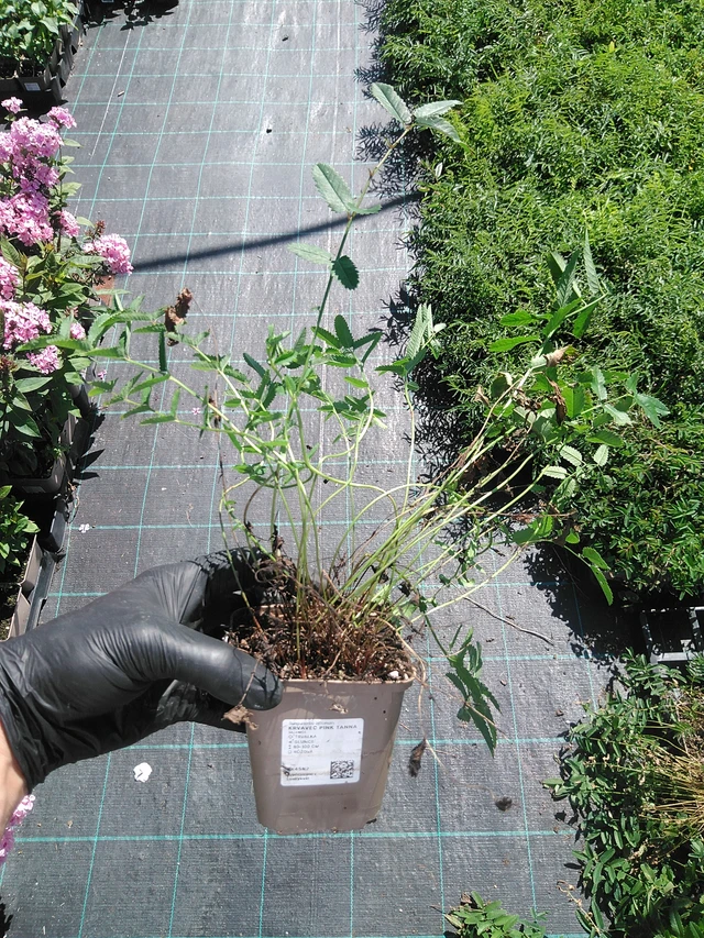 Sanguisorba Pink Tanna - 19. 8. 2025