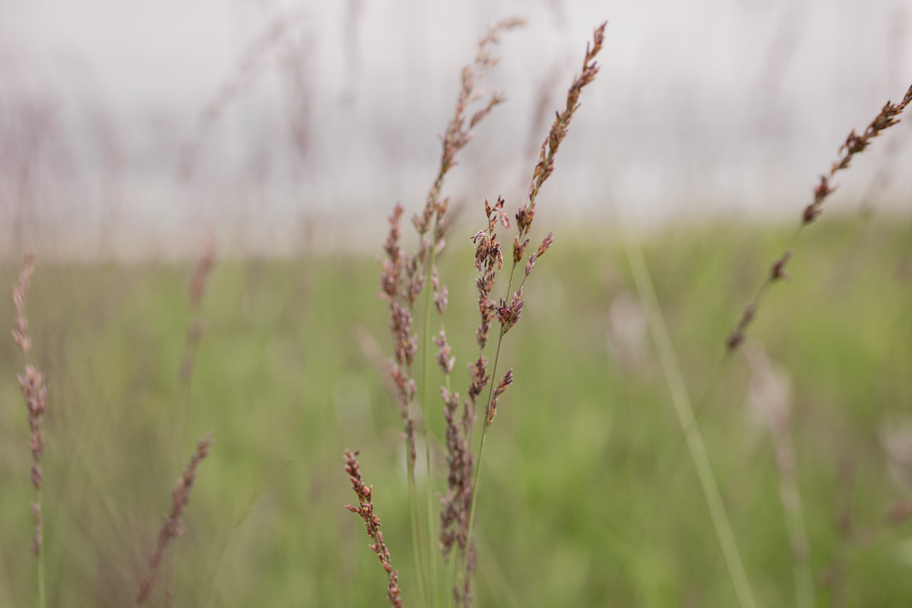 Molinia Edith Dudszus, Loukykvět
