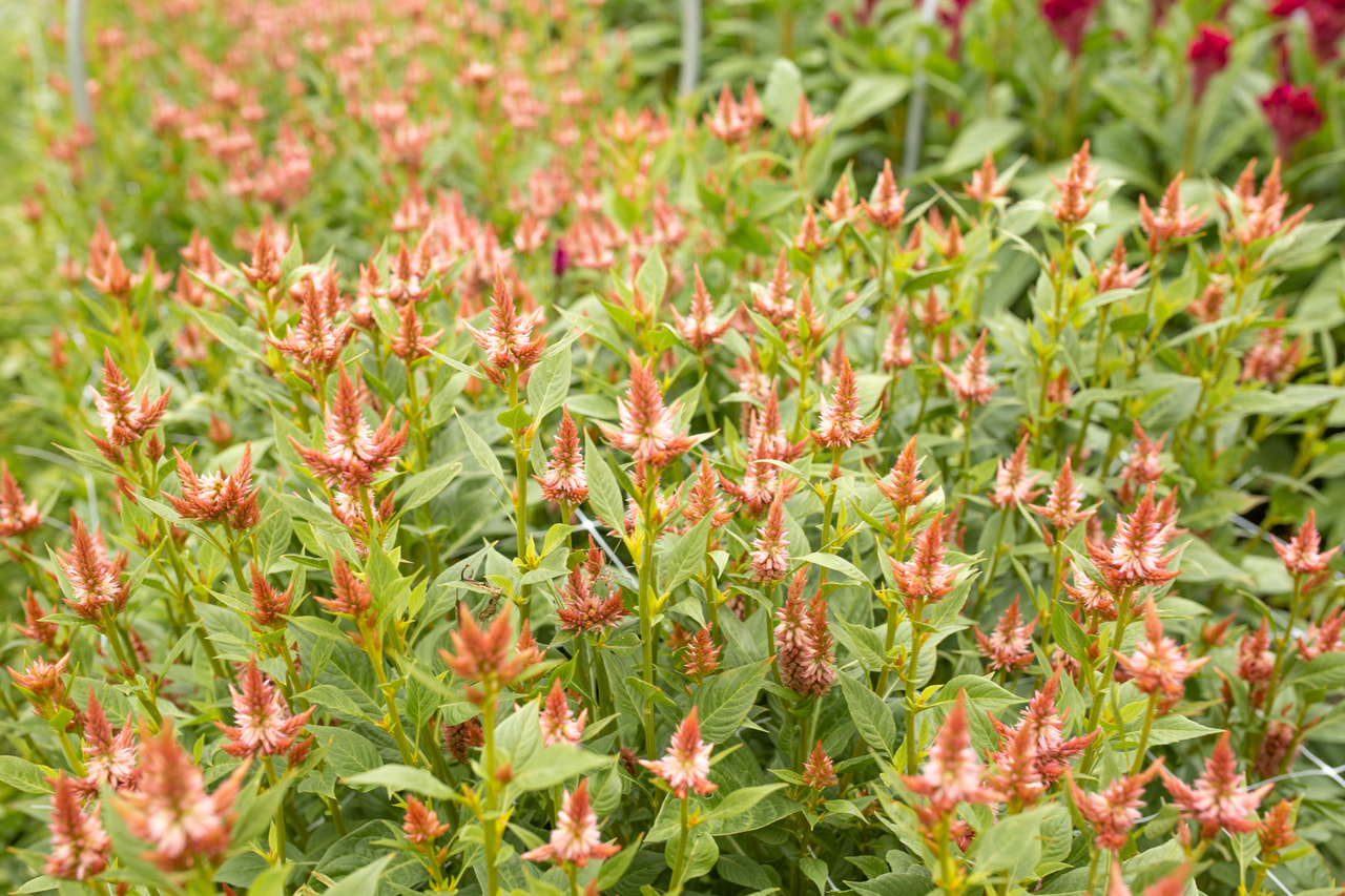 Kukonharja Celway Salmon, Loukykvět