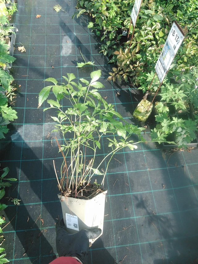 Jaloangervo Washington - 13. 10. 2025