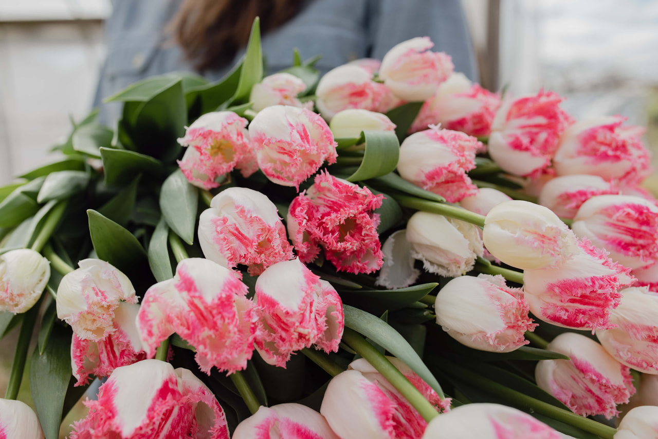 Tulppaani Neglige, Loukykvět