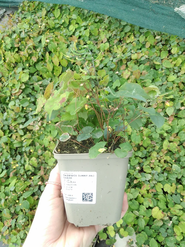 Epimedium Sunny and Share - 9. 6. 2025