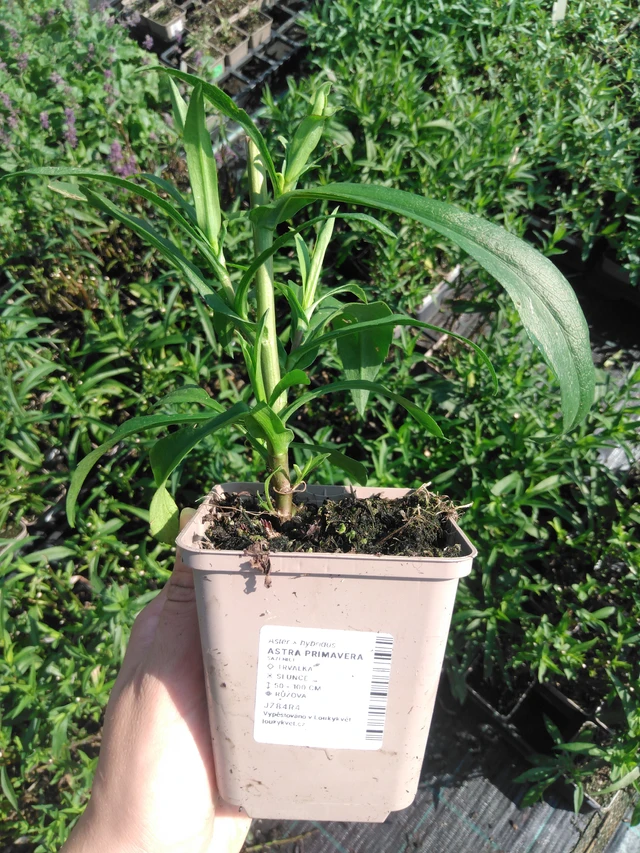 Asteri Primavera - 2024