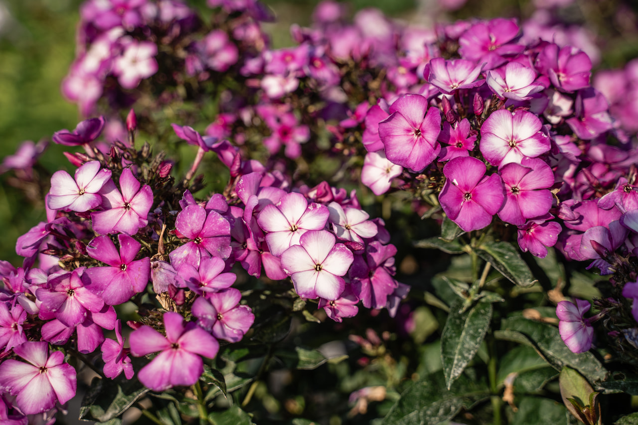 Leimu Sweet Summer Fantasy, Loukykvět