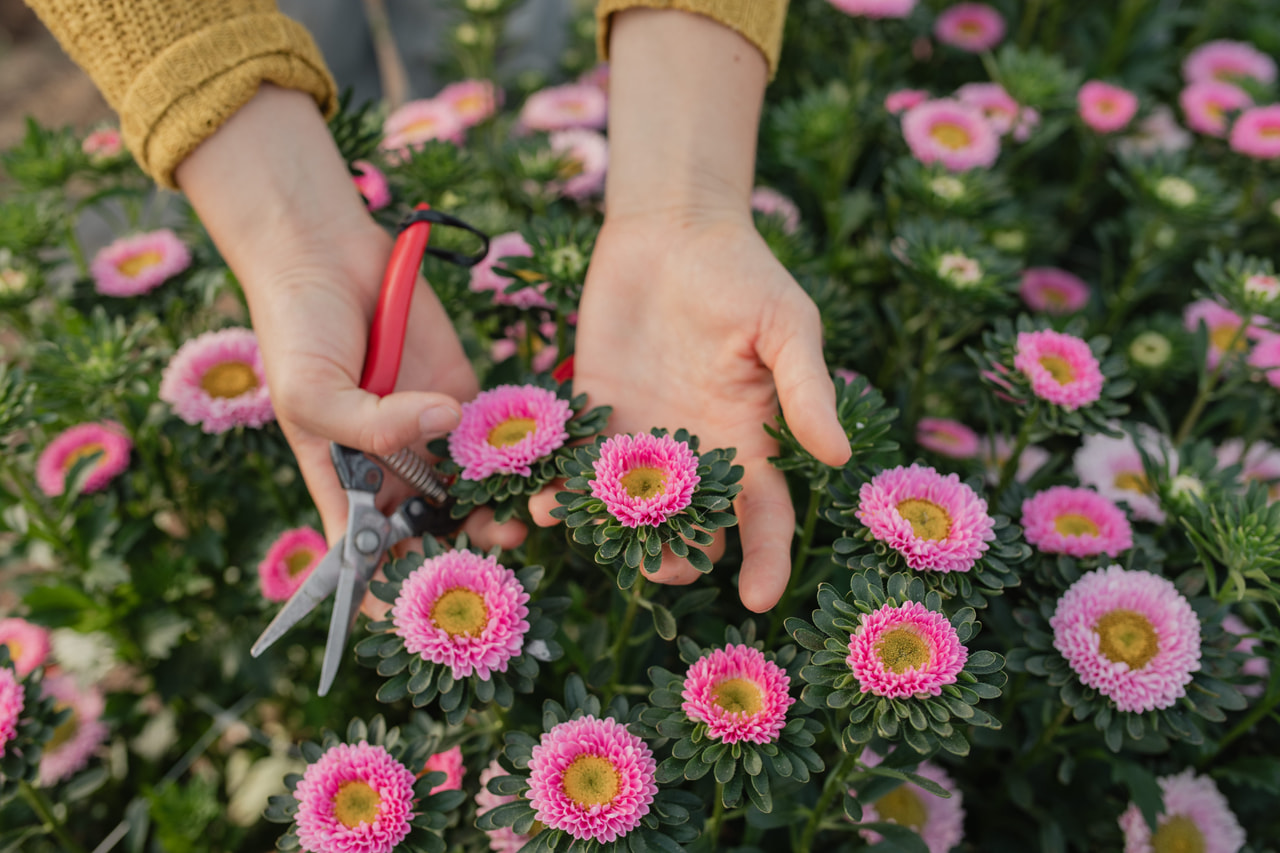 Kiinanasteri Matsumoto Pink, Loukykvět