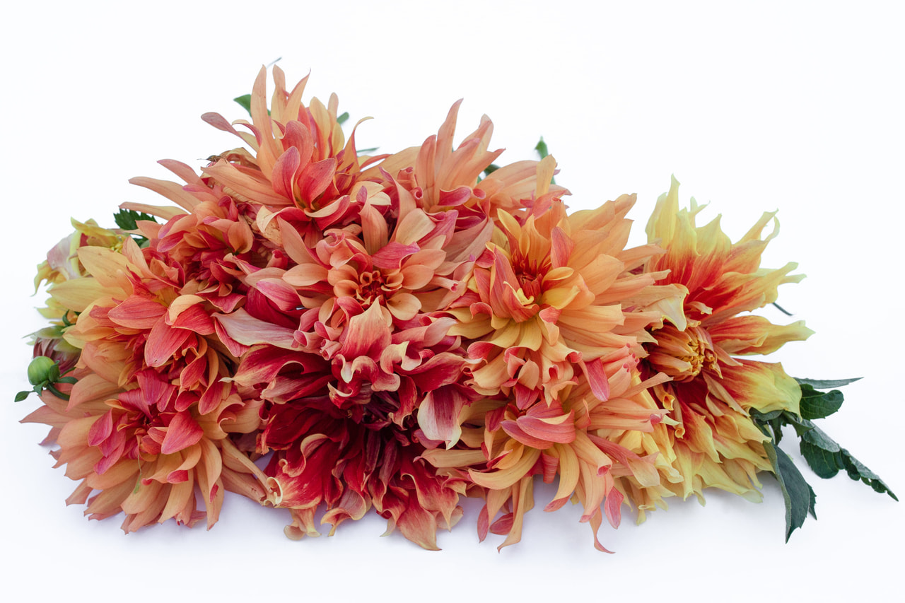 Dahlia Autumn Sunburst, Loukykvět