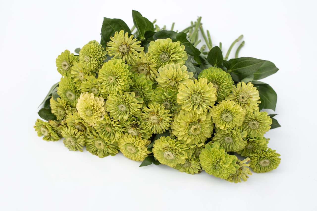 Zinnia Benary’s Giant Lime, Loukykvět