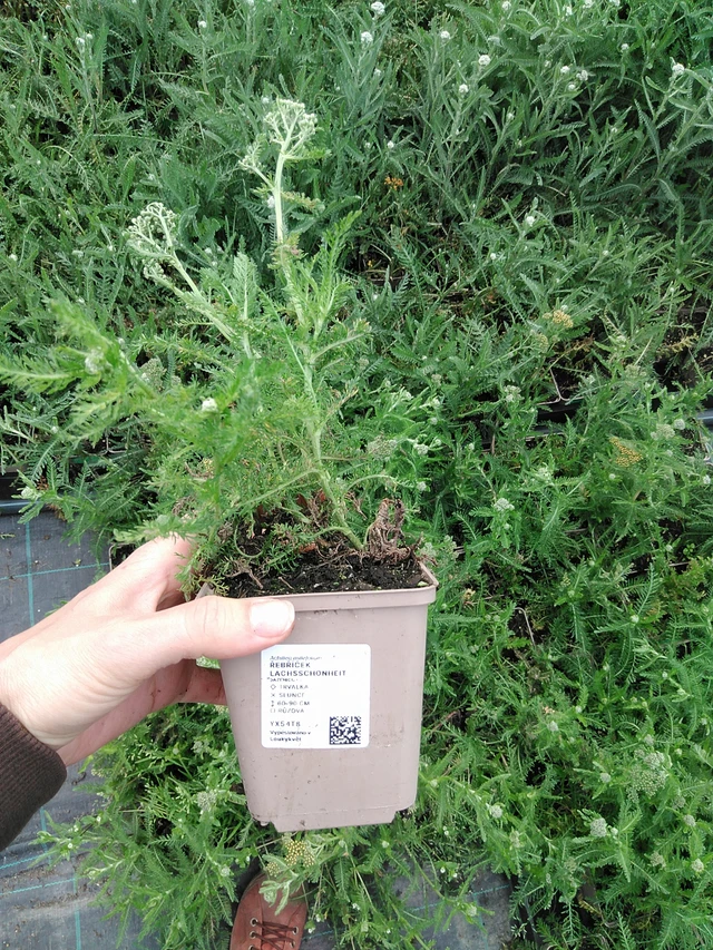 Siankärsämö Lachsschönheit - 9. 6. 2025