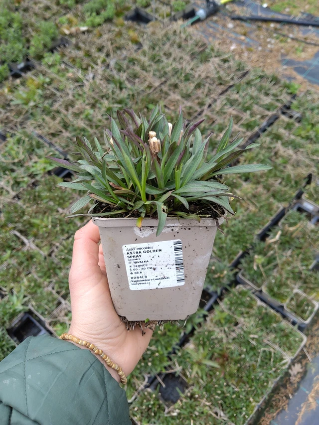 Asteri Golden Spray - 21. 4. 2026