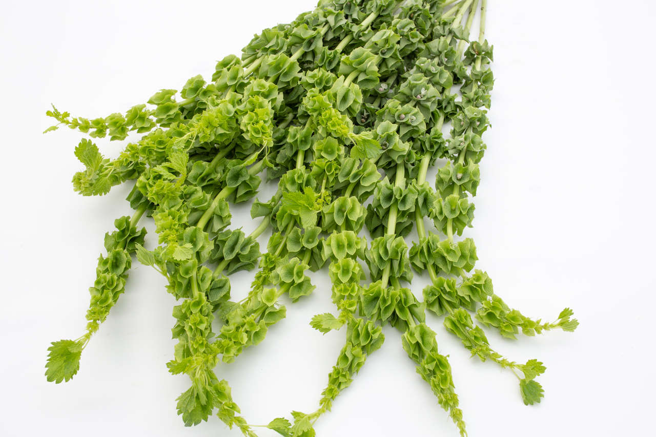 Irlands klokke, Loukykvět