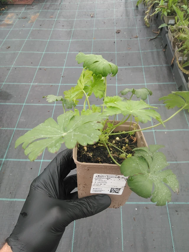 Peittokurjenpolvi Lohfelden - 4. 8. 2025