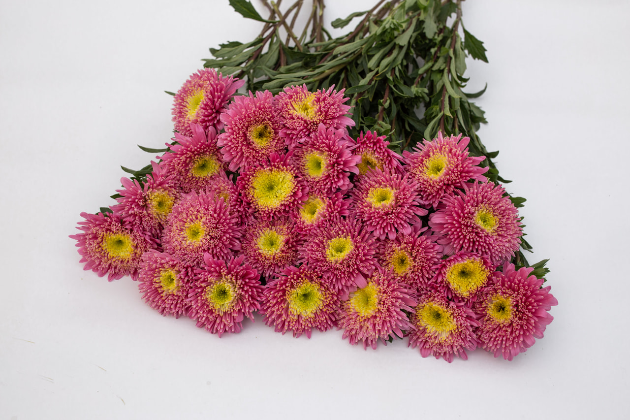 China aster Benary’s Princess Salmon, Loukykvět