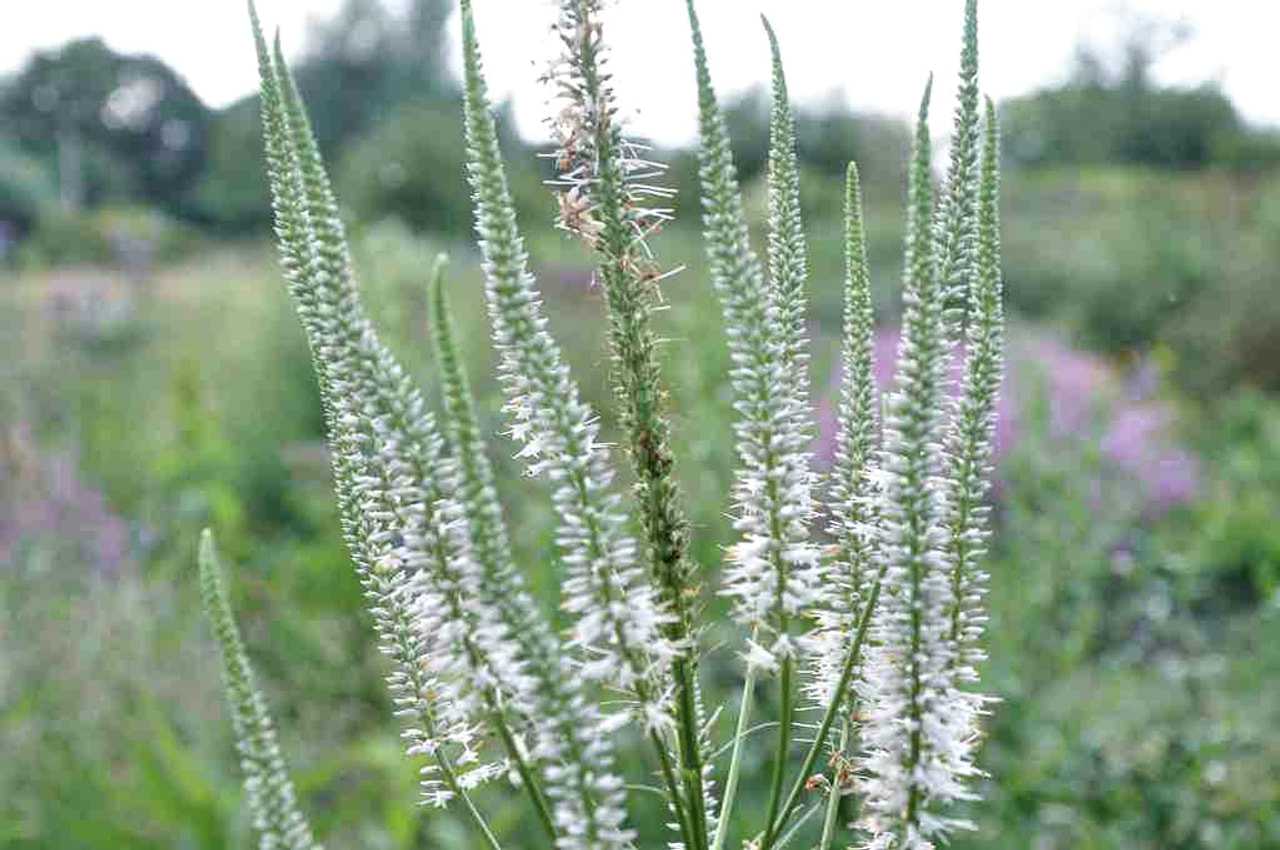 Tädykearvio Album, Loukykvět