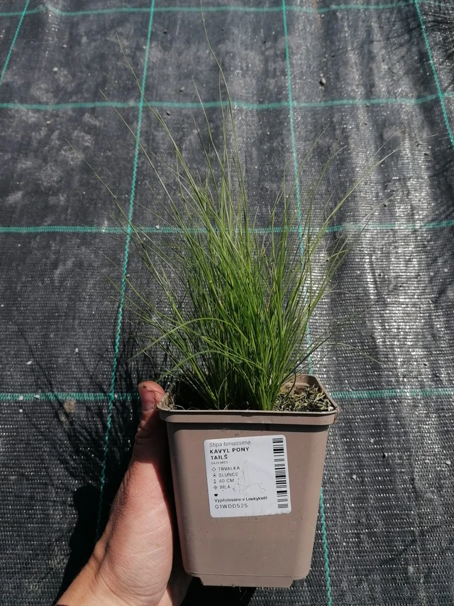 Kavyl péřovitý Pony Tails - 2024