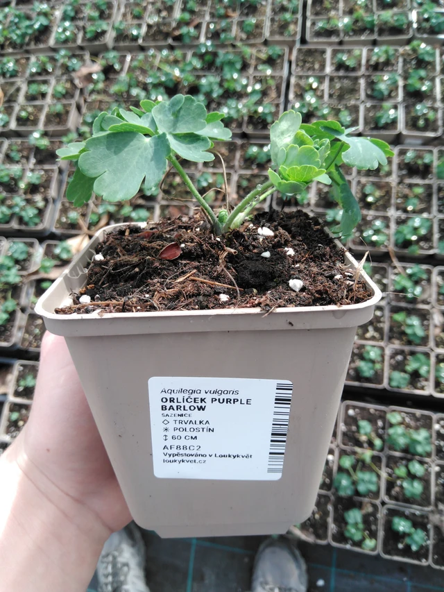 Aguileña Purple Barlow - 2024