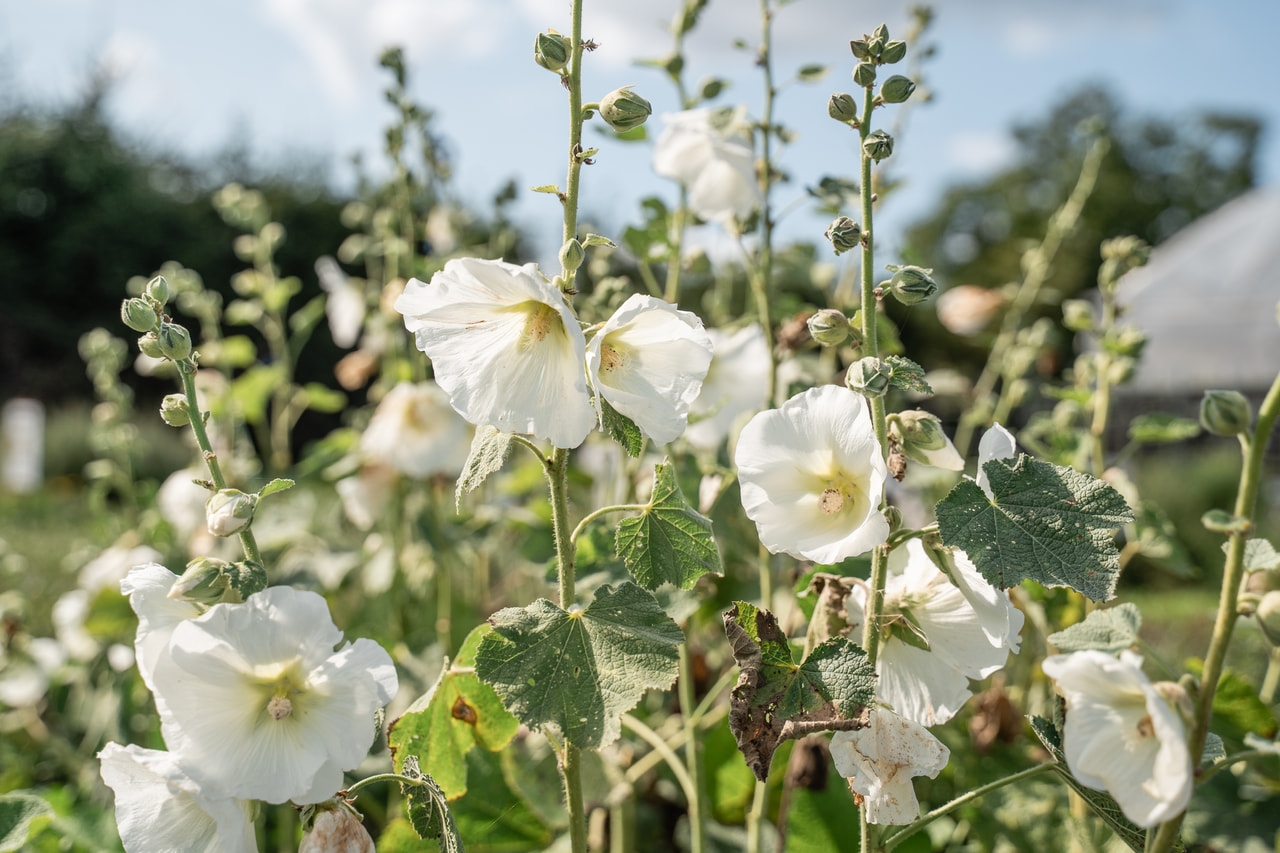 Salkoruusu Spotlight Polarstar, Loukykvět