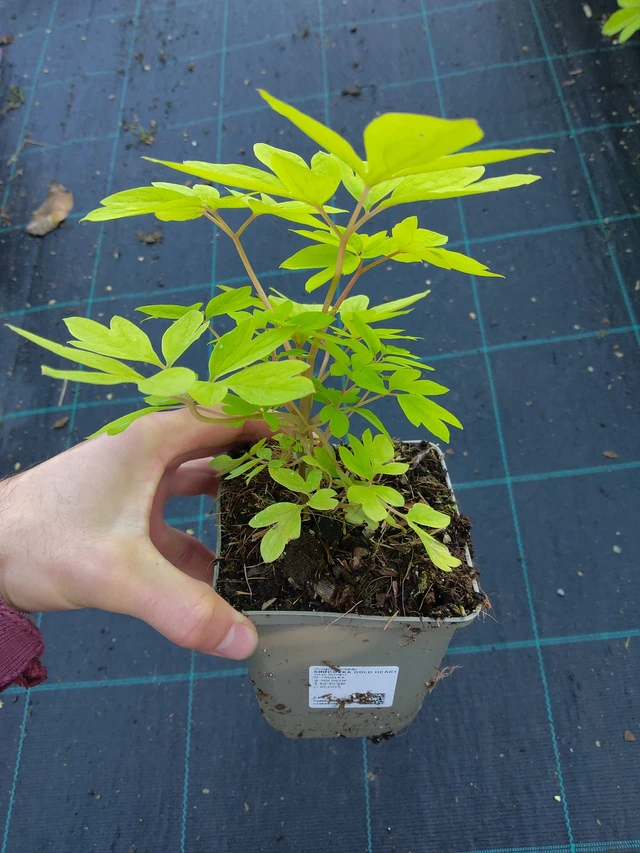 Särkynytsydän Gold Heart - 17. 9. 2025