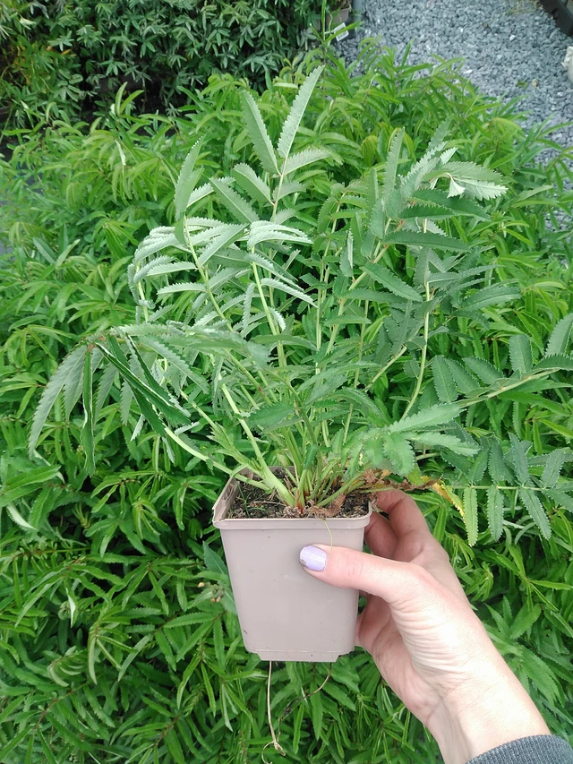 Luppio Purple Tails - 9. 6. 2025