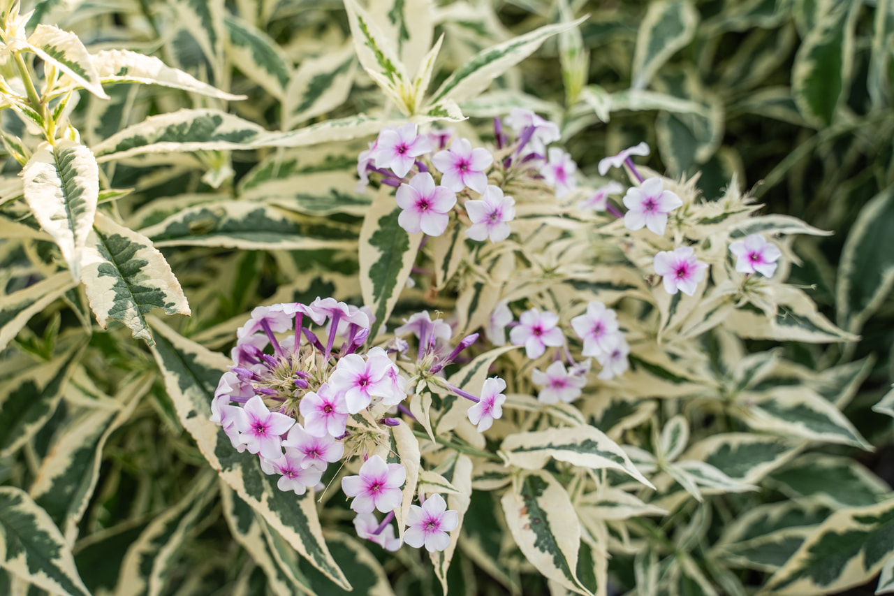 Syysleimu Nora Leight, Loukykvět