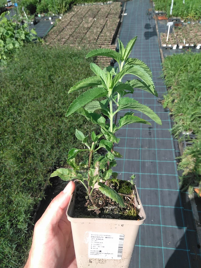 Tädyke White Jolanda - 27. 6. 2025