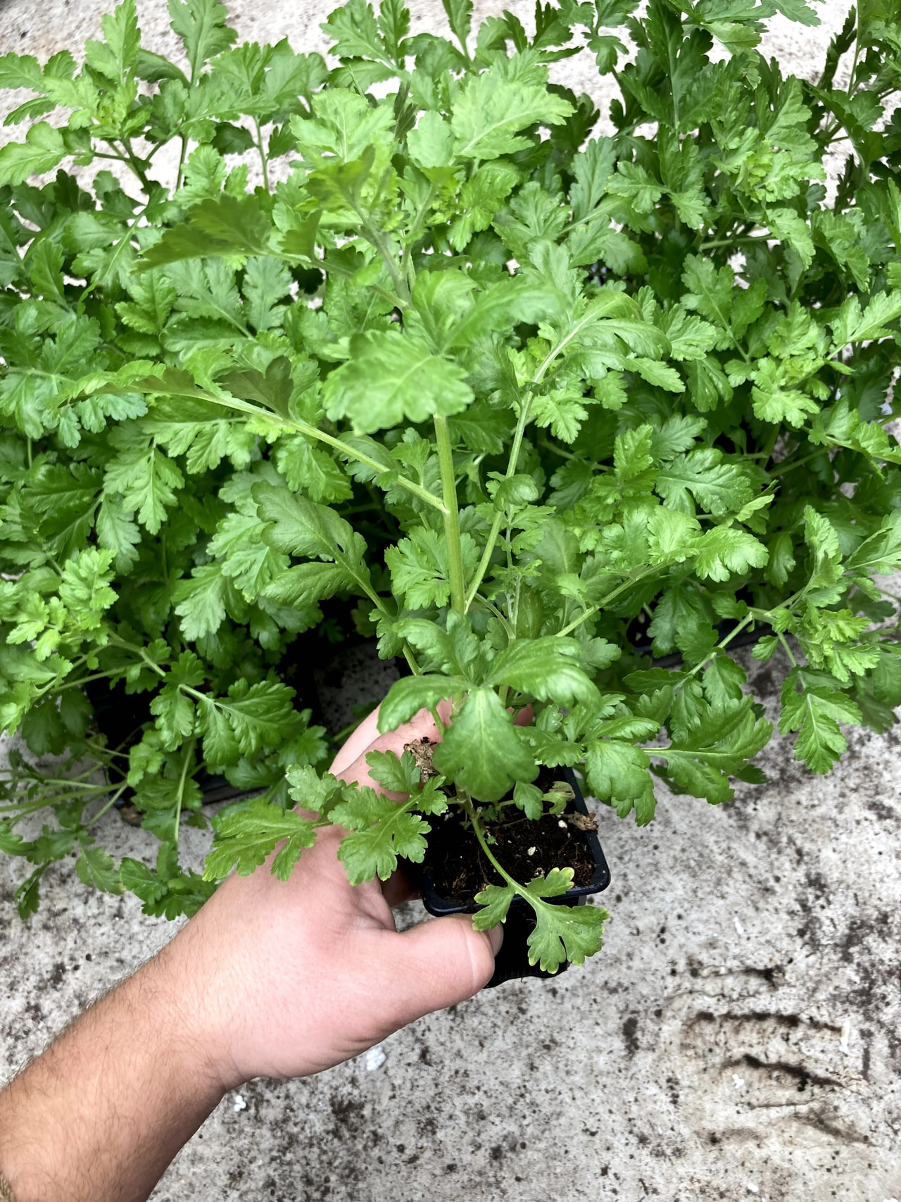 Reunuspietaryrtti Amero, Loukykvět