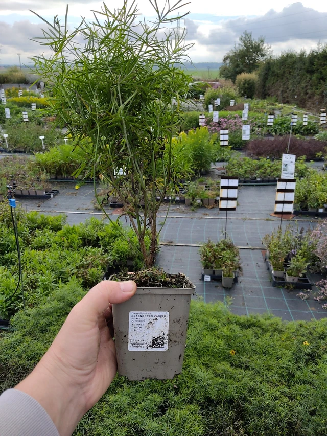 Krásnoočko Zagreb - 9. 10. 2025