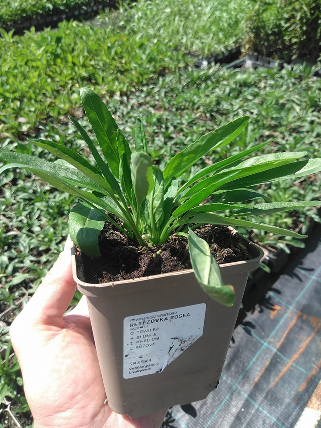 Kellopeippi Rosea - 24. 6. 2025