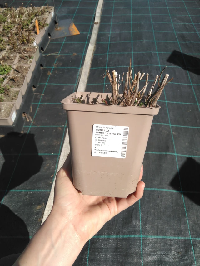 Väriminttu Schneewittchen - 3. 4. 2025