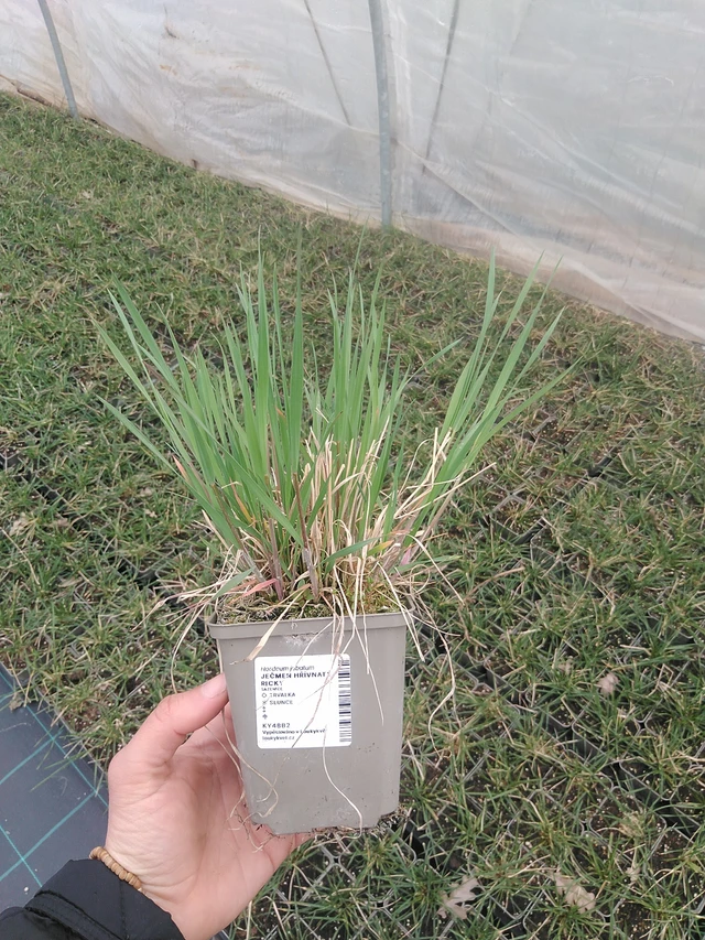 Partaohra Ricky - 20. 4. 2026