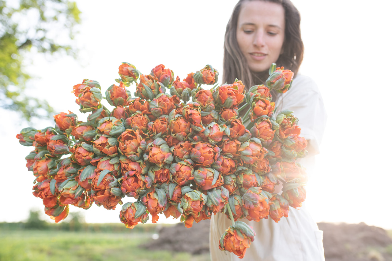 Tulppaani Hermitage Double, Loukykvět