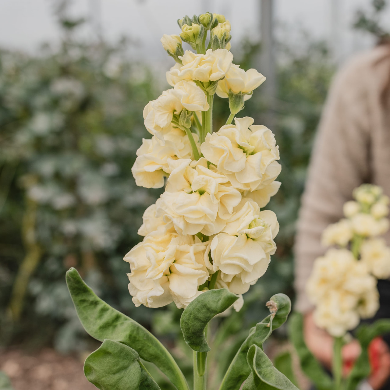 Stock StoX Yellow, Loukykvět