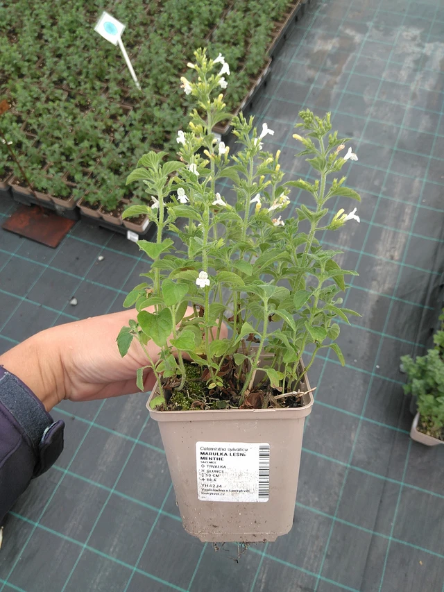 Metsäkalaminttu Menthe - 11. 7. 2025