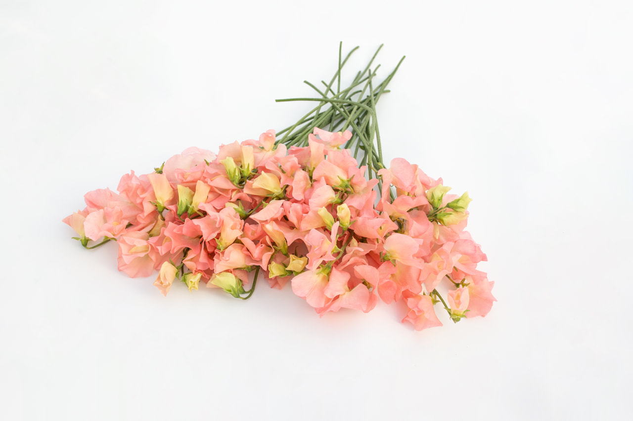 Sweet pea Spring Sunshine Peach, Loukykvět