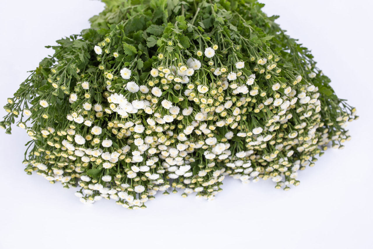 Reunuspietaryrtti Crown White, Loukykvět