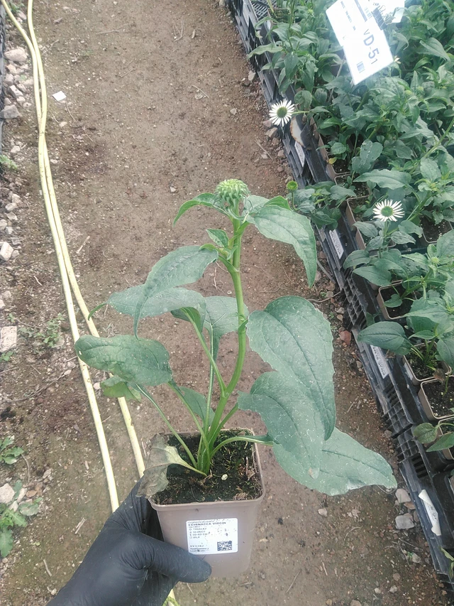 Punahattu Virgin - 10. 9. 2025