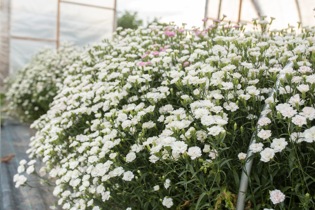 Clavel Dynasty White Blush, Loukykvět