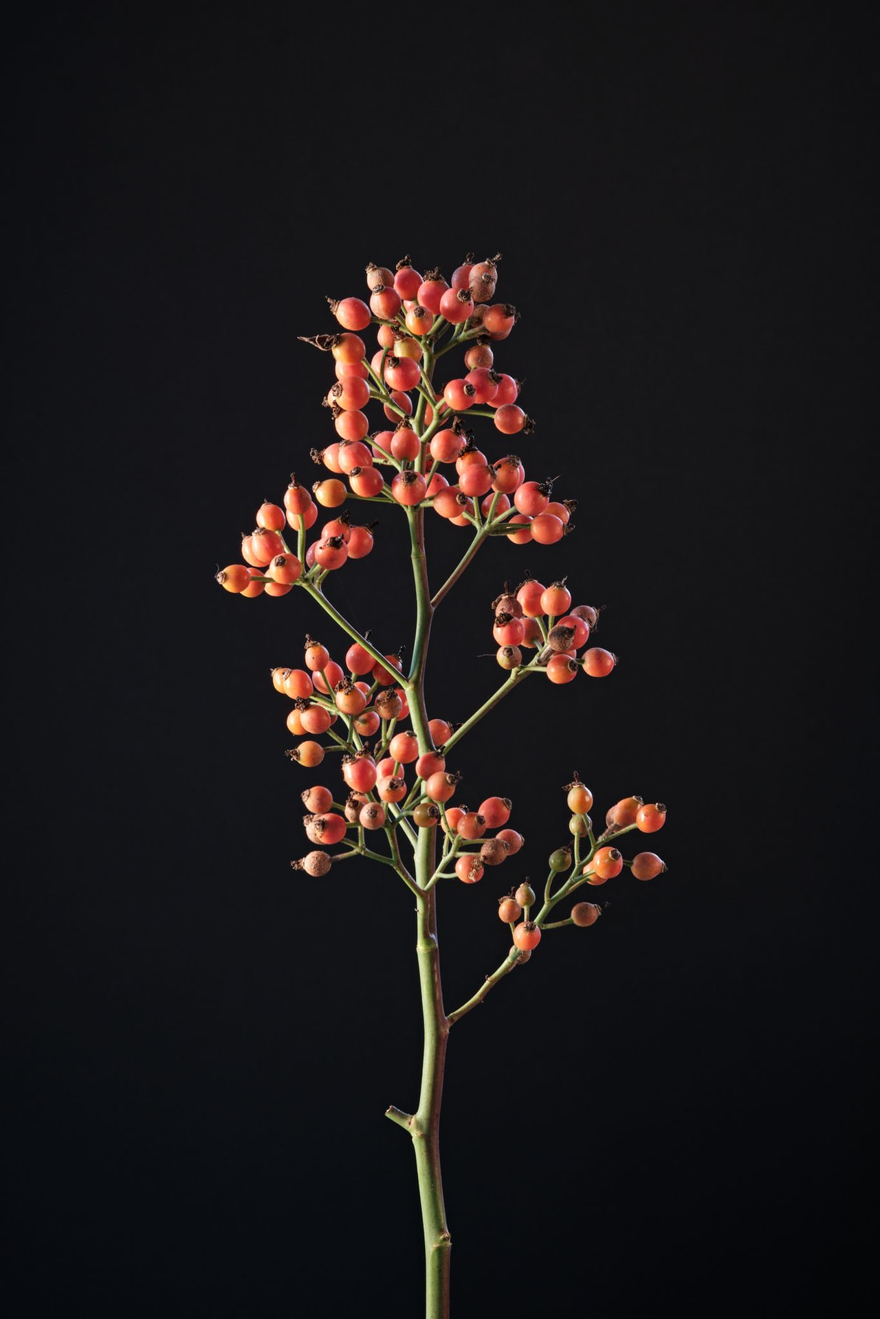 Ruusu Magical Pride, Loukykvět