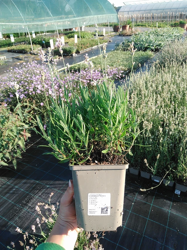 Levanda Rosea - 13. 7. 2026