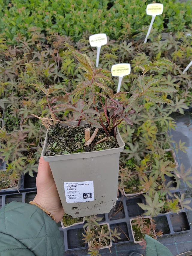 Preeria-angervo Venusta - 21. 4. 2026