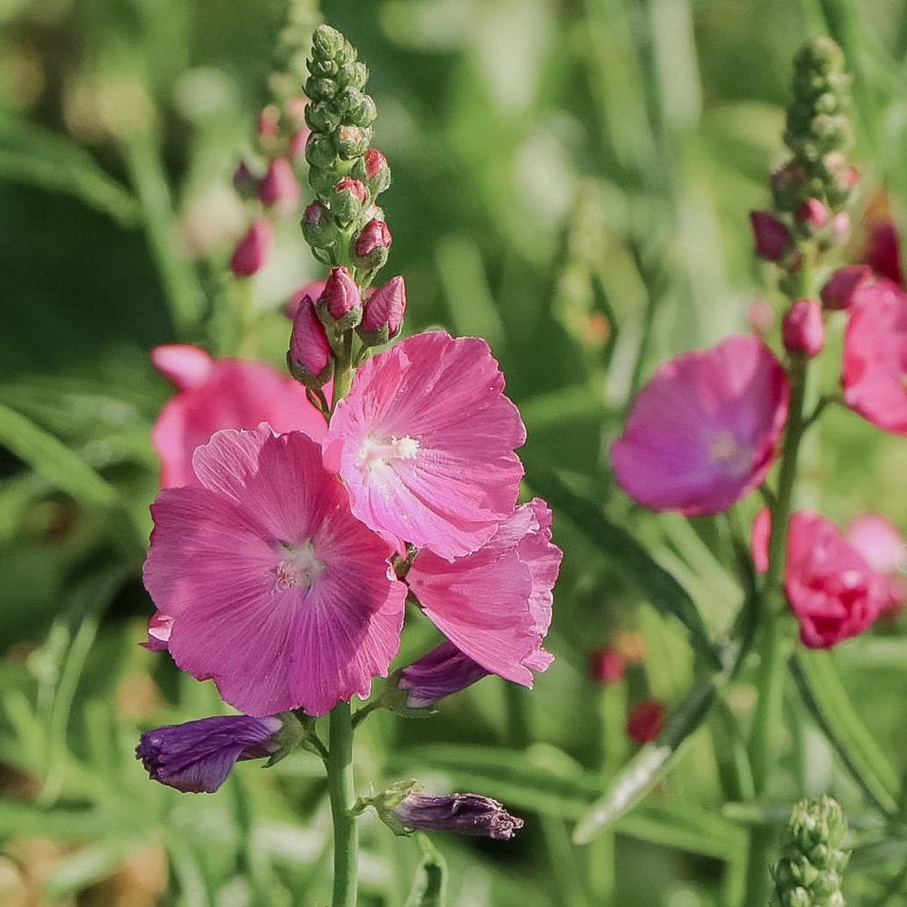 Jalomalva Rosanna, Loukykvět