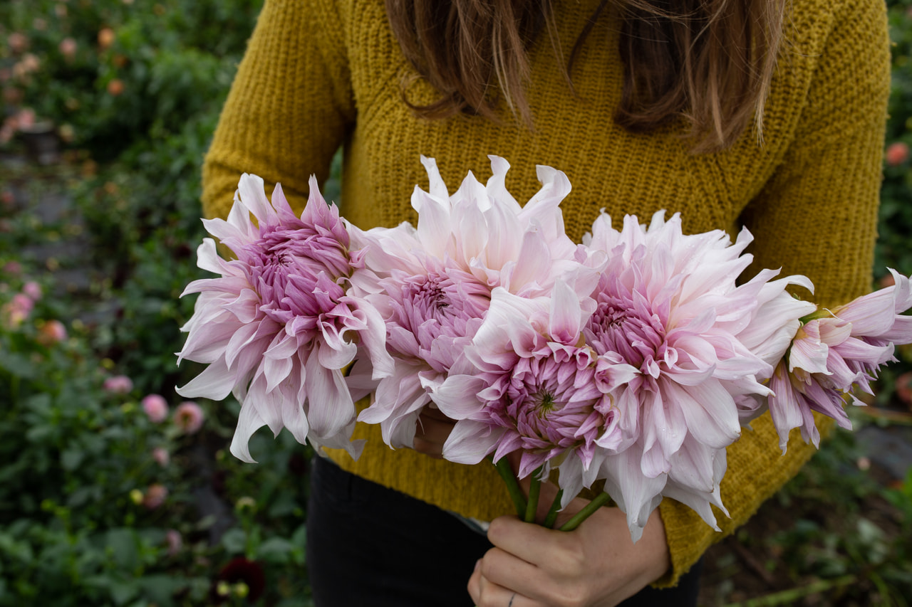 Daalia Shiloh Noelle, Loukykvět