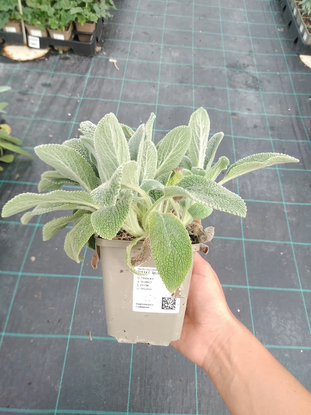 Nukkapähkämö Silver Carpet - 10. 9. 2025