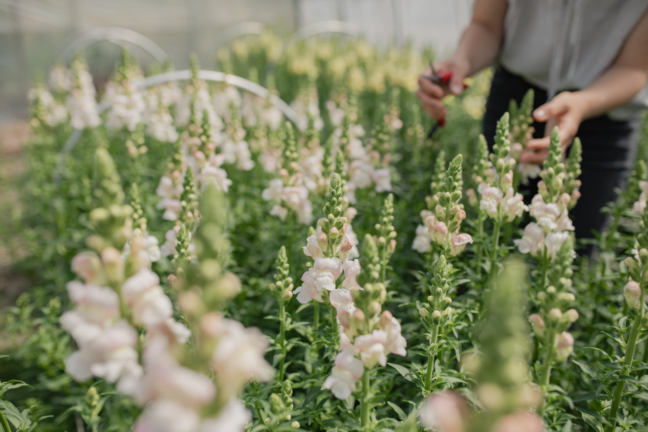 Leijonankita Costa Silver, Loukykvět