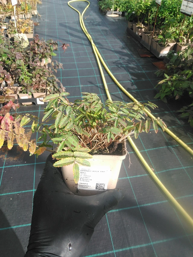 Luppio Rock and Roll - 13. 10. 2025