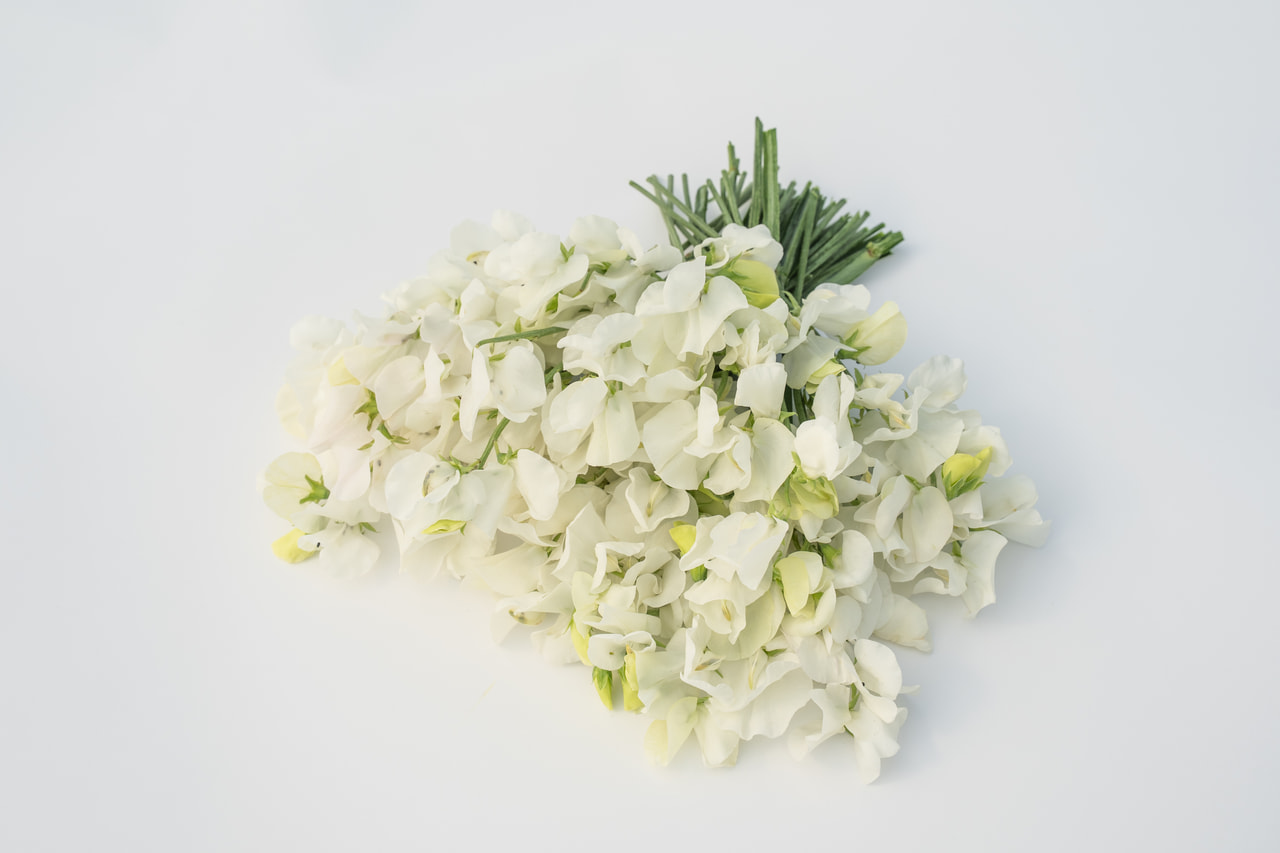 Sweet Pea Royal Wedding, Loukykvět