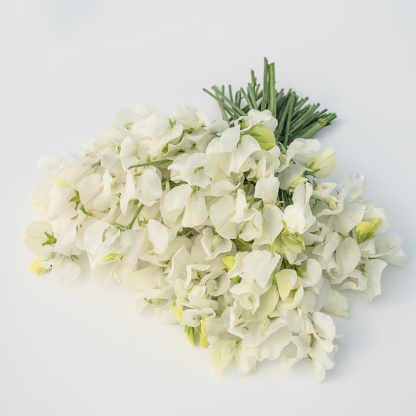 Sweet Pea Royal Wedding, Loukykvět