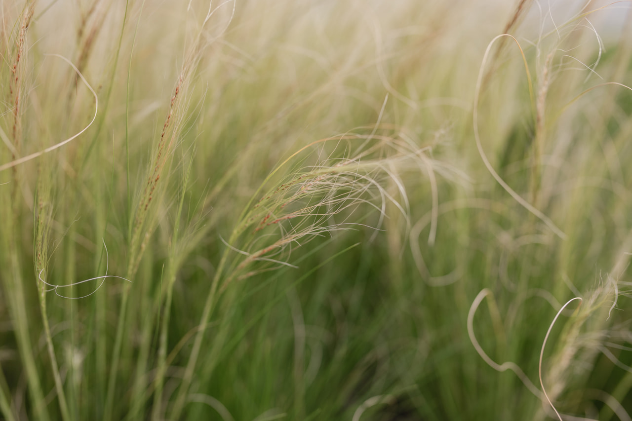 Höyhenheinä Pony Tails, Loukykvět