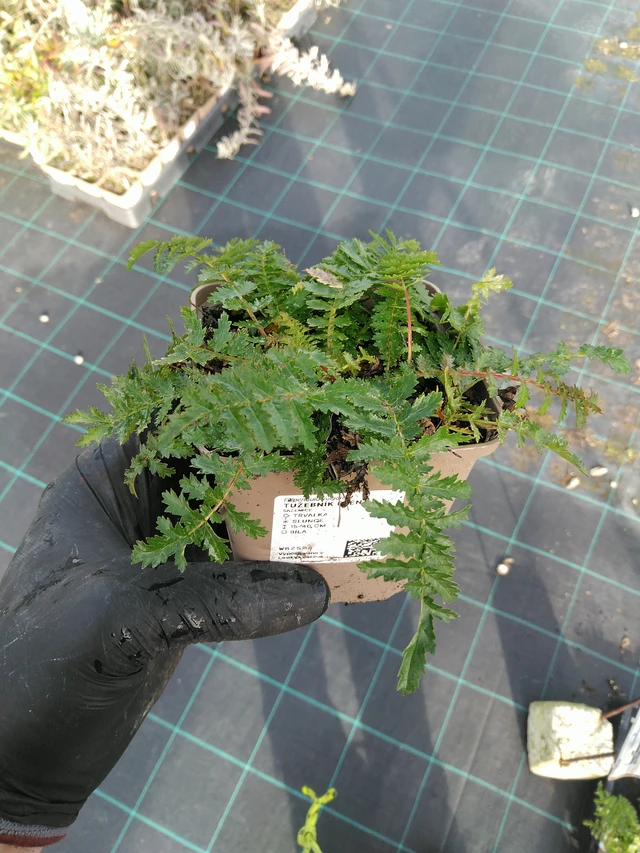 Filipéndula Plena - 31. 10. 2025