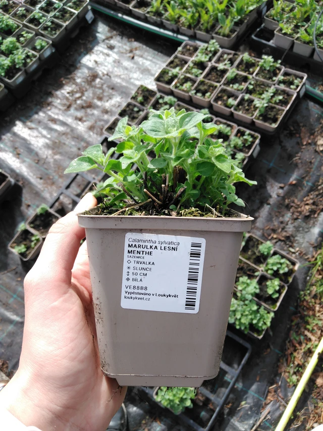 Metsäkalaminttu Menthe - 2024